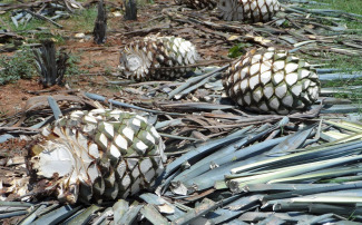 Tekila Kiti - Agave Aroması Hakkında Bilmeniz Gerekenler