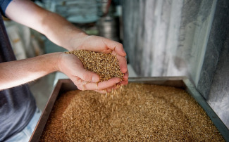 Virago Malt Aroma Vericiler Hakkında Bize Sorulan Sorular