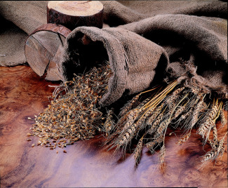 Viski Kiti - Malt Aroması Hakkında Bilmeniz Gerekenler
